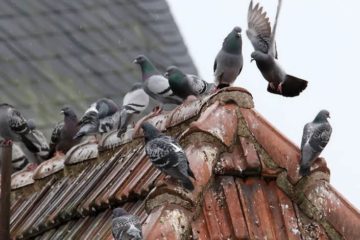 Tauben