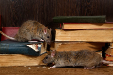 Ratten und Mäuse
